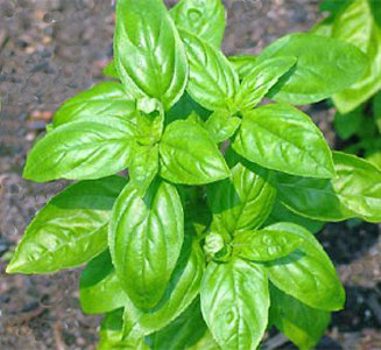 colore__verde_immagine