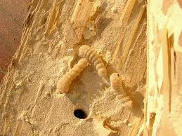 immagine_articolo_capricorno_delle_case